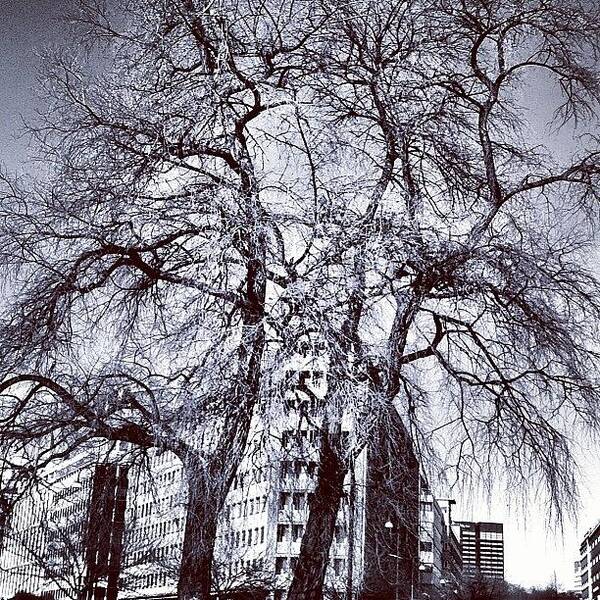 City Art Print featuring the photograph #trees #instagood #instamood #follow by Elisabeth Ostreng