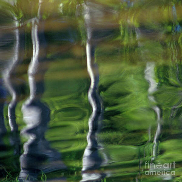 Nature Art Print featuring the photograph Trees reflections on the river by Heiko Koehrer-Wagner