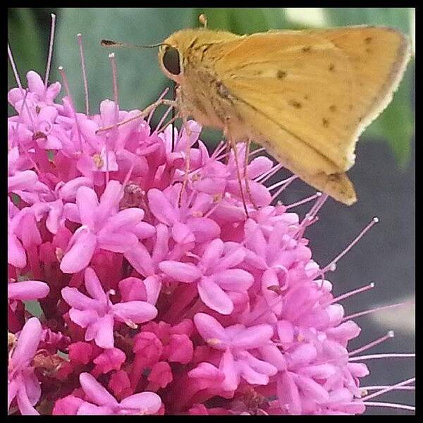 Pink Art Print featuring the photograph Two-fer Tuesday Flower And Butterfly Of by Kevin Previtali