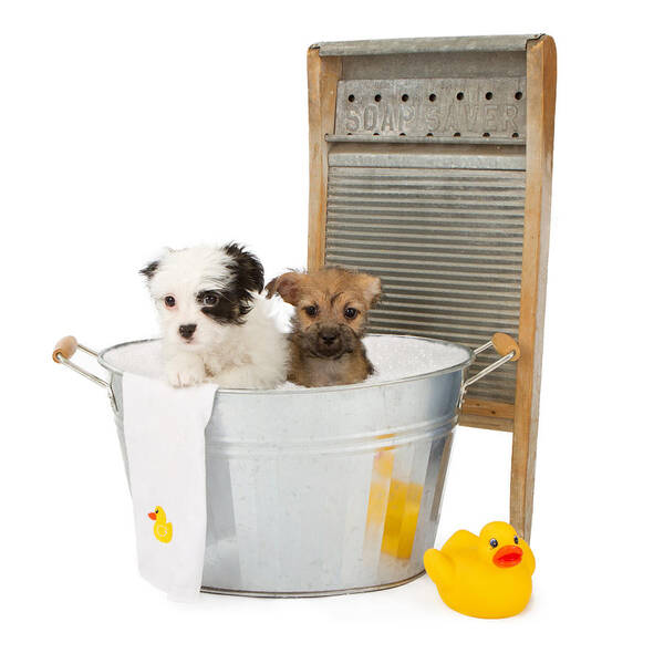 Animal Art Print featuring the photograph Two puppies taking a bath by Good Focused