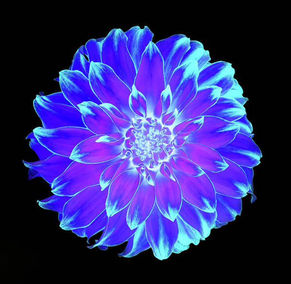 Haslemere Art Print featuring the photograph Vivid Blue, Purple And Turquoise Dahlia by Rosemary Calvert