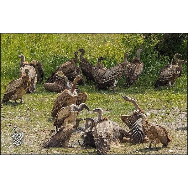 Ig_anzoategui Art Print featuring the photograph #vultures Fighting Over A Carcass Of A by Ahmed Oujan