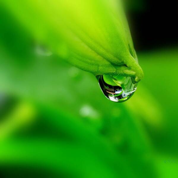 Rain Art Print featuring the photograph Water Bead by Nick Kloepping