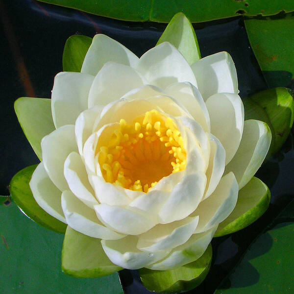 Flowers Art Print featuring the photograph Water Lily by Guy Whiteley