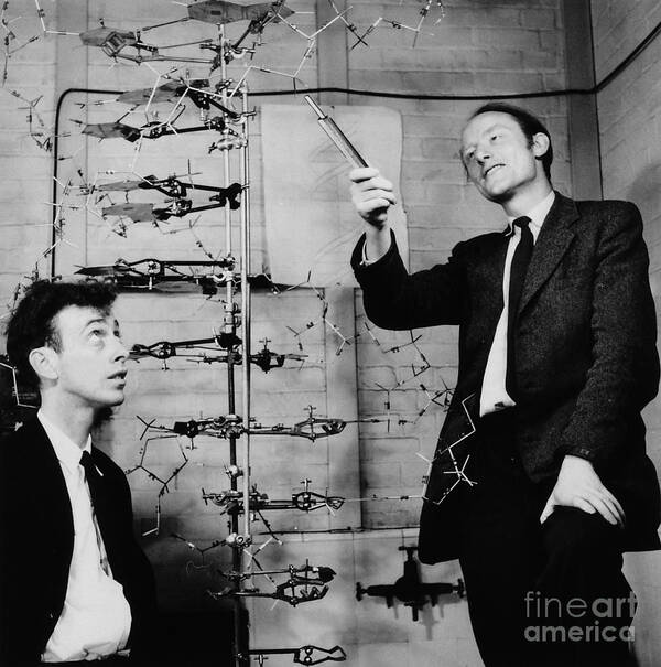 Watson Art Print featuring the photograph Watson and Crick with DNA Model by A Barrington Brown
