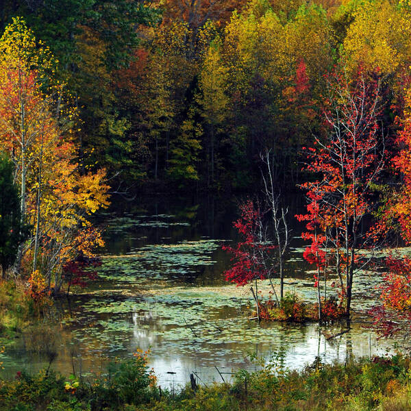 Autumn Art Print featuring the photograph When the Green Woods Laugh by Rebecca Sherman