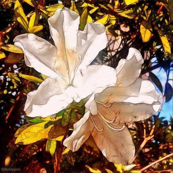 Azalea Art Print featuring the photograph White Azaleas - Early To Bloom, Early by Photography By Boopero