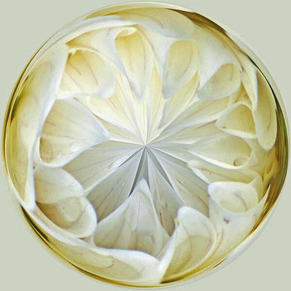 Design Art Print featuring the photograph White Dahlia Orb by Tikvah's Hope