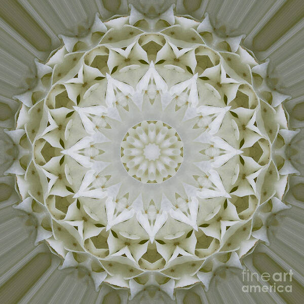 Mandala Art Print featuring the photograph White Floral Mandala 7 by Carrie Cranwill