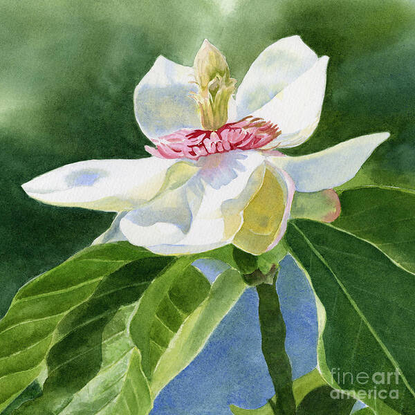 White Magnolia Art Print featuring the painting White Magnolia Square Design by Sharon Freeman