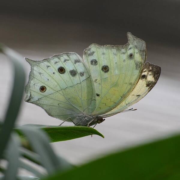 Butterfly Art Print featuring the photograph White Peacock by Paulina Roybal