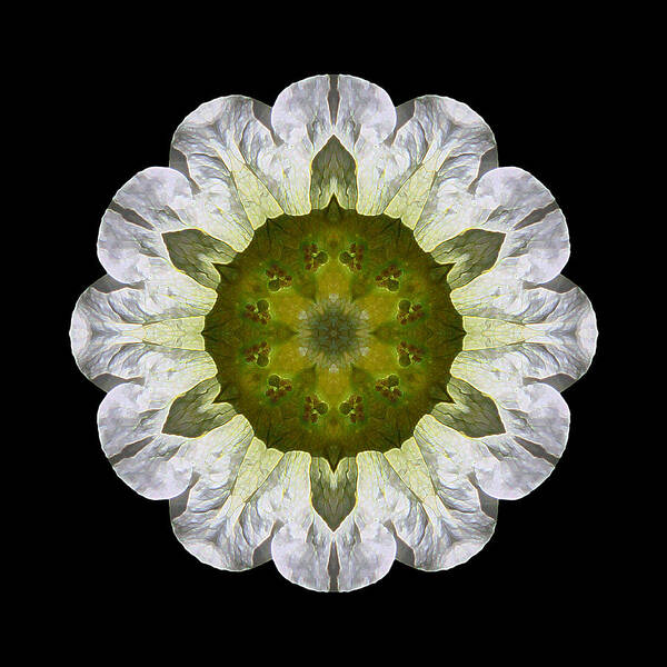 Flower Art Print featuring the photograph White Petunia IV Flower Mandala by David J Bookbinder