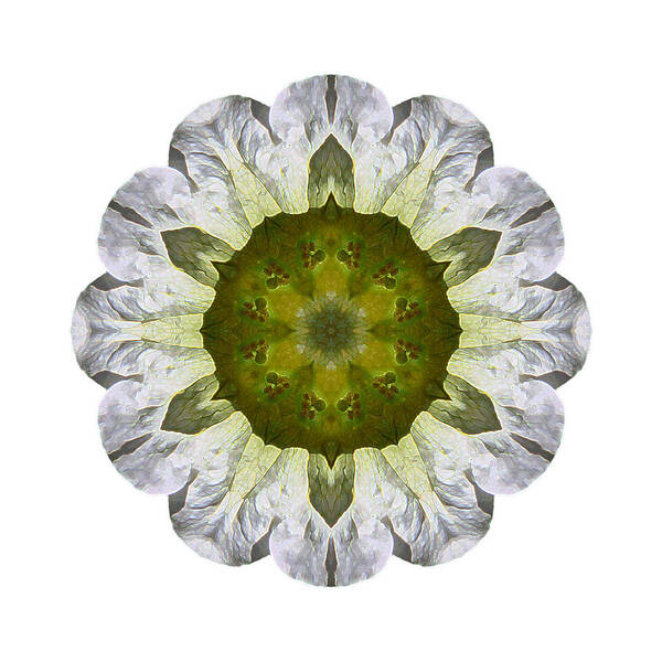 Flower Art Print featuring the photograph White Petunia IV Flower Mandala White by David J Bookbinder