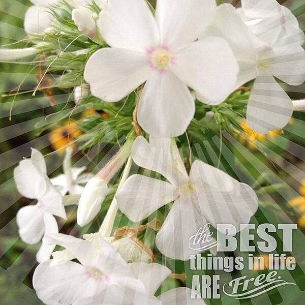 Summer Art Print featuring the photograph #white #phlox #garden #flower #bloom by Teresa Mucha