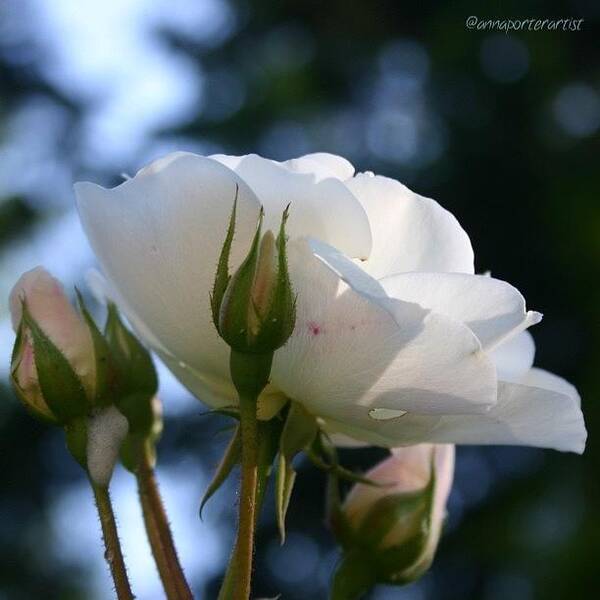 Flowers Art Print featuring the photograph White Rose and Rosebuds in Anna's Gardens by Anna Porter