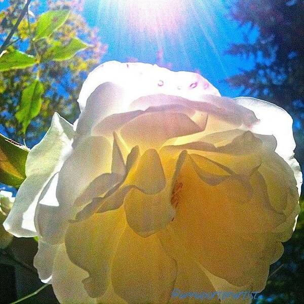 Floral Art Print featuring the photograph White Rose And Sunshine by Anna Porter