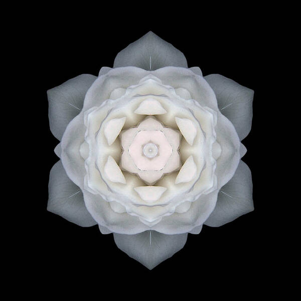 Flower Art Print featuring the photograph White Rose I Flower Mandala by David J Bookbinder