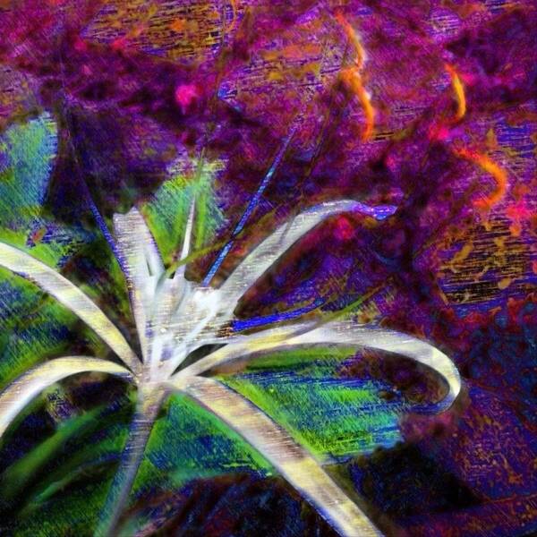 Sharkcrossing Art Print featuring the painting S White Spider Flower on Orange and Plum - Square by Lyn Voytershark