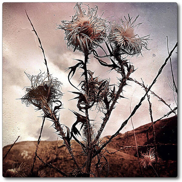 Photography Art Print featuring the photograph Wildflower11 by Gregg Jabs