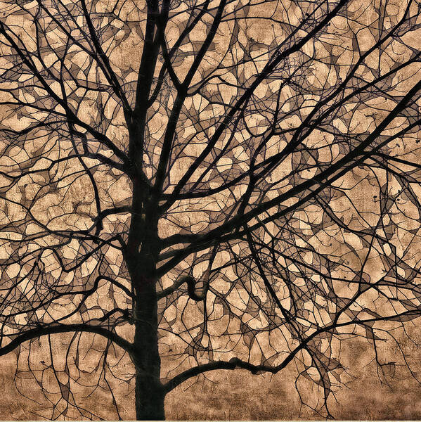 Tree Art Print featuring the photograph Windowpane Tree in Autumn by Carol Leigh