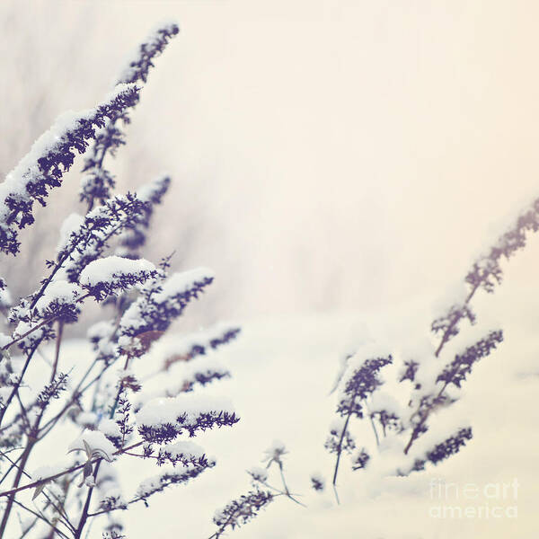 Bush Art Print featuring the photograph Winter background by Sophie McAulay