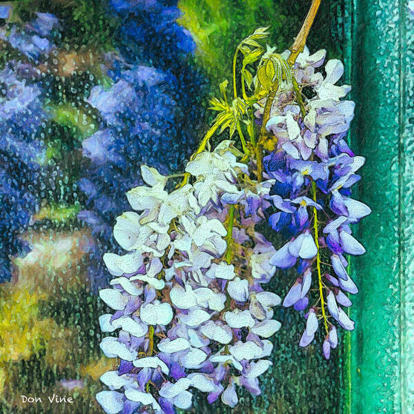  Art Print featuring the photograph Wisteria After the Rain by Don Vine