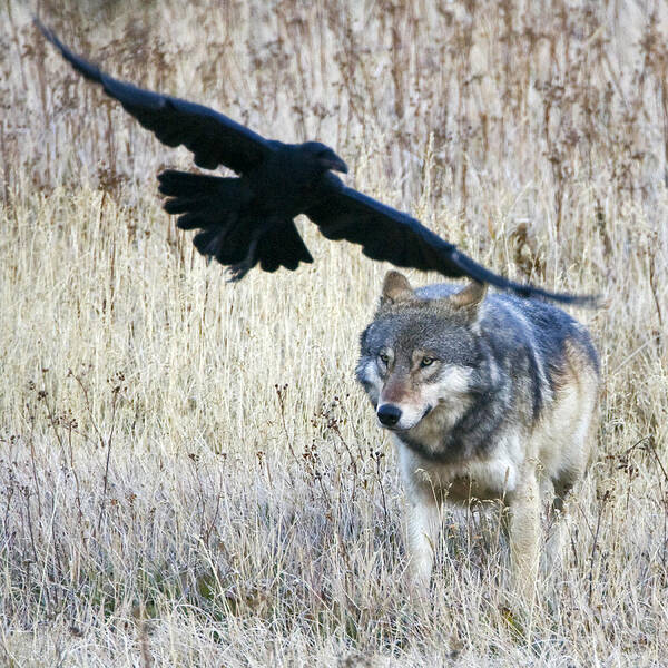 Wolf Art Print featuring the photograph Wolf and Raven by Max Waugh