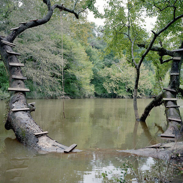 Wood Steps Climb A Tree Trunk To A Rope Art Print