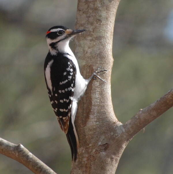 Woodpecker Art Print featuring the photograph Woody by Mim White