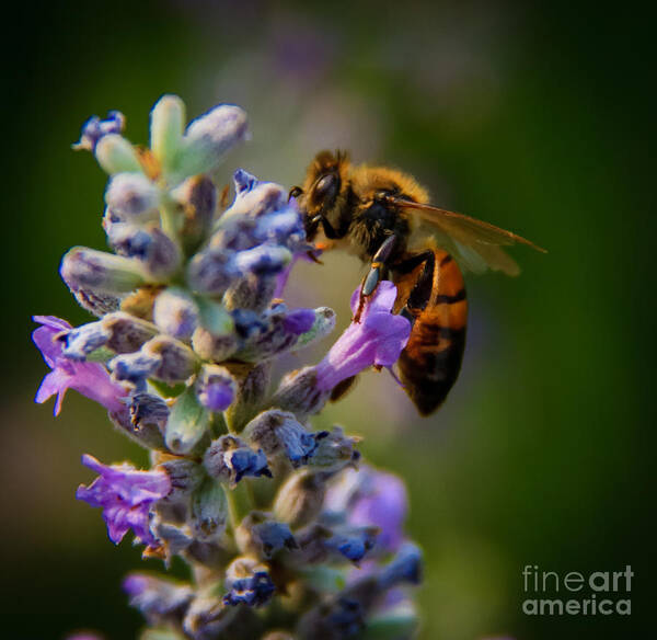 Animals Art Print featuring the photograph Worker Bee by Robert Bales