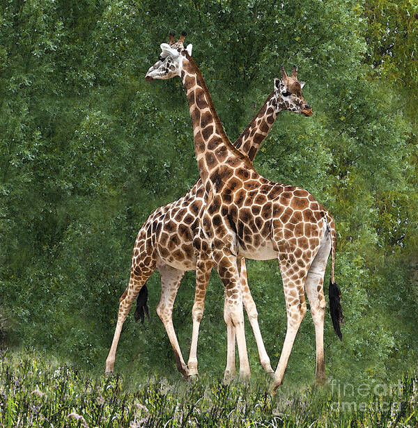 Giraffe Art Print featuring the photograph X by Sheila Laurens