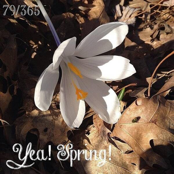 Phonto Art Print featuring the photograph Yea! Spring! And I Still Have A Few by Teresa Mucha