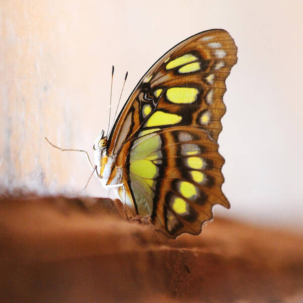 Butterfly Art Print featuring the photograph Yellow Butterfly by Nathan Miller