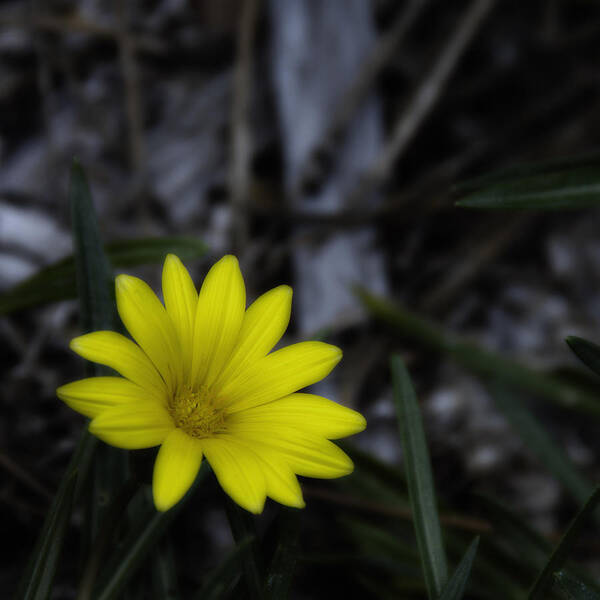 Yellow Flower Art Print featuring the photograph Yellow Flower Soft Focus by Ron White