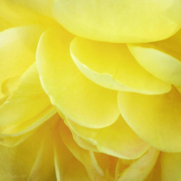 Flower Art Print featuring the photograph Yellow Petals by Deborah Smith
