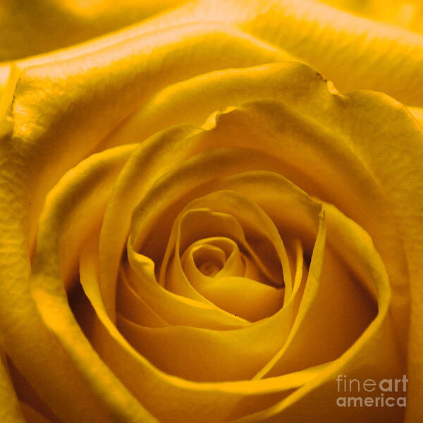 Love Art Print featuring the photograph Yellow Rose by Amanda Mohler