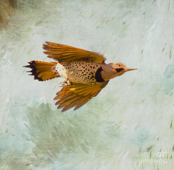 Yellow-shafted Northern Flicker Art Print featuring the photograph Yellow-shafted Northern Flicker in Flight by Kerri Farley