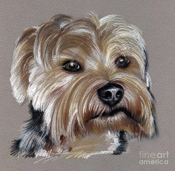 Yorkshire Art Print featuring the drawing Yorkshire Terrier- drawing by Daliana Pacuraru