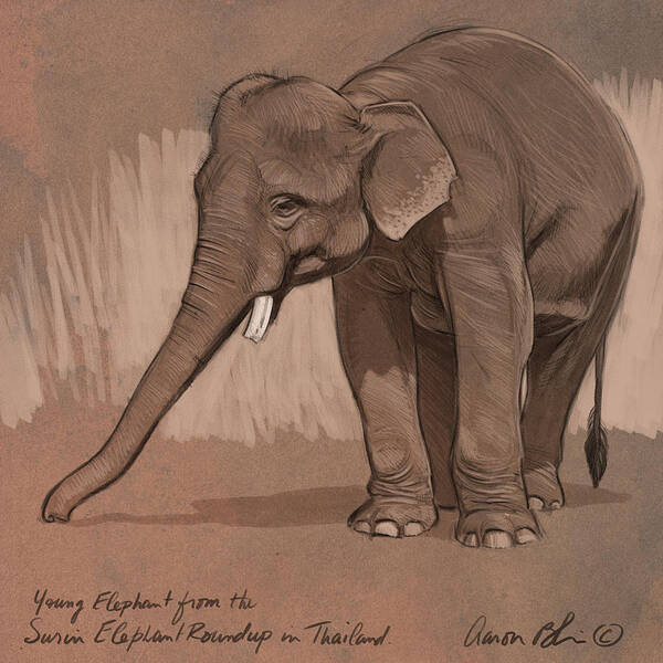 Elephant Art Print featuring the digital art Young Asian Elephant sketch by Aaron Blaise