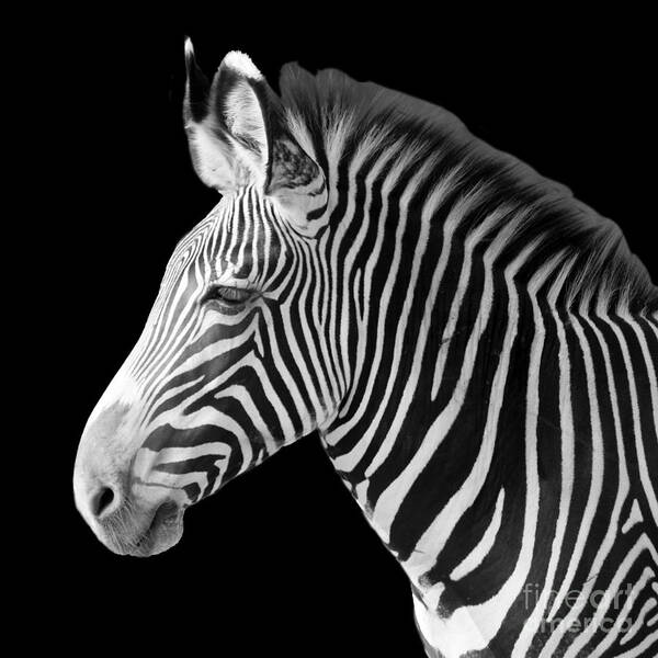 Zebra Art Print featuring the photograph Zebra Head blk background by Cheryl Del Toro