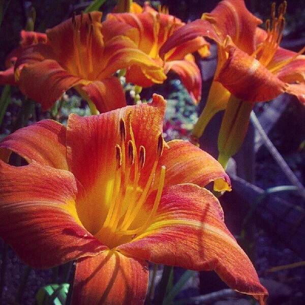 Beautiful Art Print featuring the photograph A #beautiful #hot Day For #plants In #1 by Carla From Central Va Usa