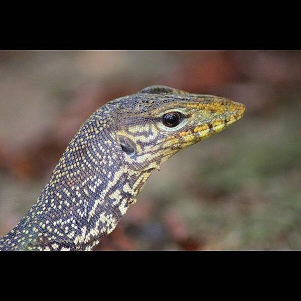 Photo Art Print featuring the photograph A Monitor Lizard, Native To South East #1 by Ahmed Oujan