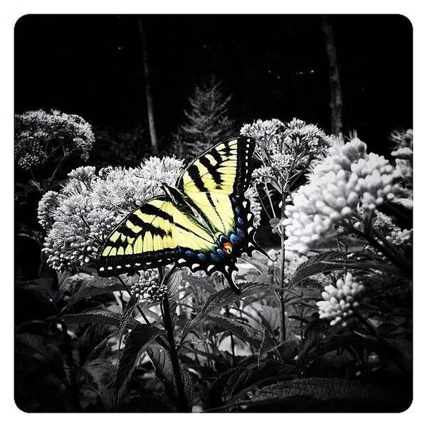 Beautiful Art Print featuring the photograph Beautiful Butterfly #1 by Natasha Marco