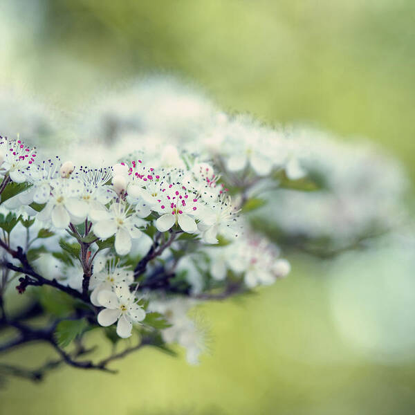 Blossoms Art Print featuring the photograph Blossom by Joel Olives