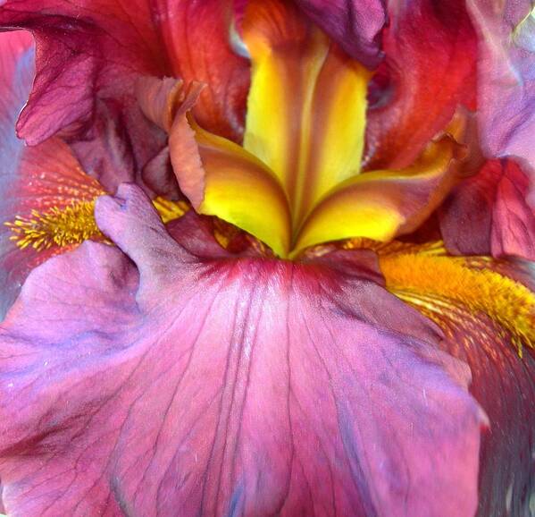 Iris Art Print featuring the photograph Burgundy Iris #1 by Randy Rosenberger
