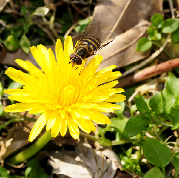 Dandelion Art Print featuring the photograph Dandelion and the Bee #1 by Wanda Brandon