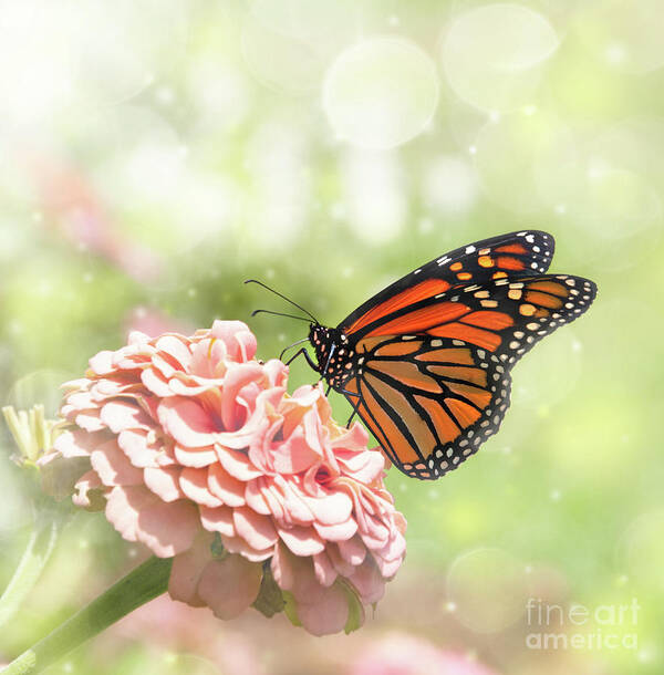 Black Art Print featuring the photograph Dreamy Monarch butterfly #1 by Sari ONeal