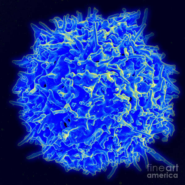Biology Art Print featuring the photograph Healthy Human T Cell, Sem by Science Source