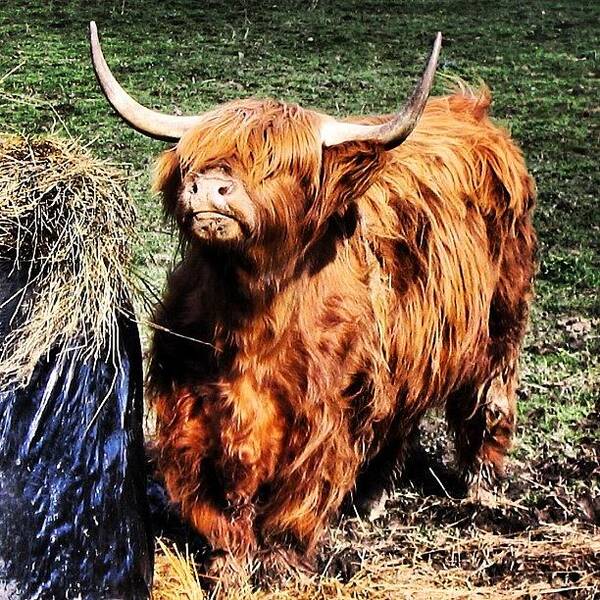 Highlands Art Print featuring the photograph Highland's Cow #1 by Luisa Azzolini