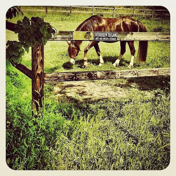 Beautiful Art Print featuring the photograph #horse #1 by Wilbert Claessens